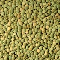Biona Yeşil Mercimek 500 Gr